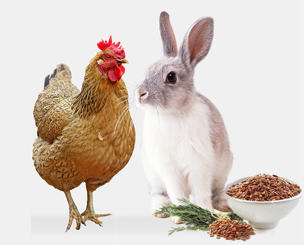 Phytothérapie lapin et poules : vermifuges naturels