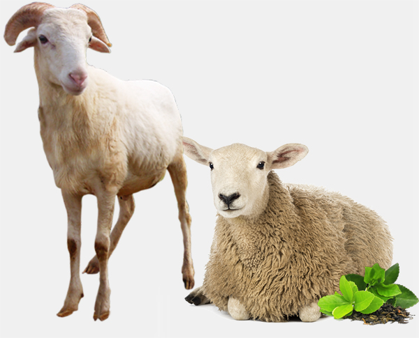 Phytothérapie pour moutons et chèvres : déparasitage naturel
